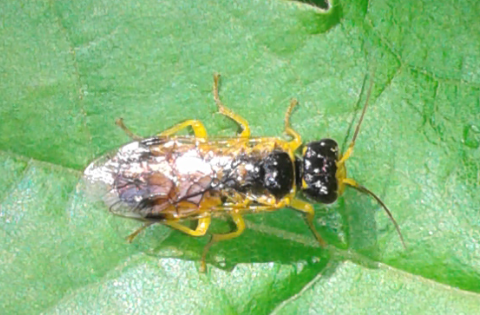 Pamphiliidae : Pamphilius cfr. inanitus?